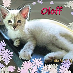 Thumbnail photo of Siamese Mixed Kittens #1