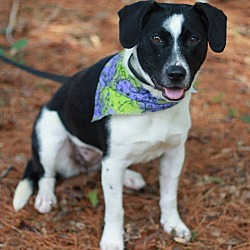 Thumbnail photo of Oakley - MEET ME @ PETCO 10/19/24! #3