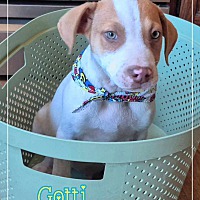 adopt a pet