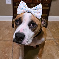 adopt-pet