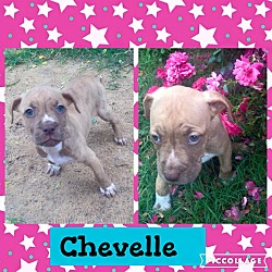 Thumbnail photo of Chevelle #2