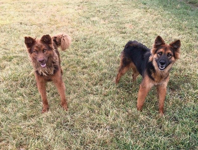 Colorado Springs Co German Shepherd Dog Meet Shepherd Mix Sisters A Pet For Adoption