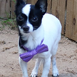 bonded pet photo