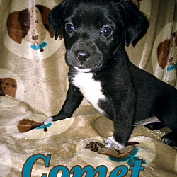 Photo of Comet and Tiny Tim