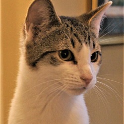 Thumbnail photo of Chips #4