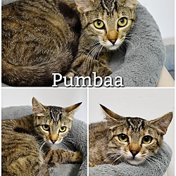 Photo of Pumbaa