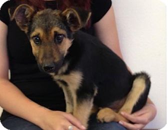 Clovis Nm German Shepherd Dog Meet Brighton A Pet For Adoption Adoptapet Com
