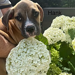 Photo of Hank (Creekside Pups)