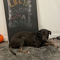 adopt a pet