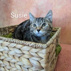 Thumbnail photo of Susie #4