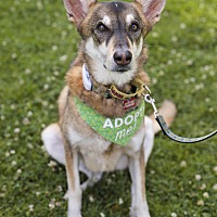 adopt-pet