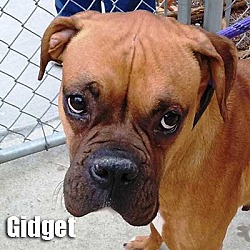 Thumbnail photo of Gidget #1