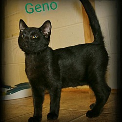 Thumbnail photo of Geno #1