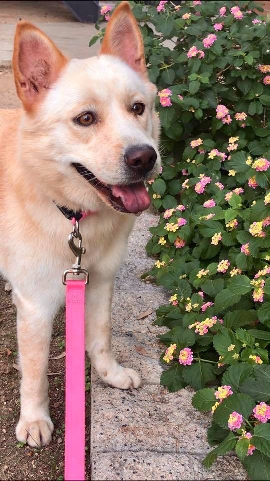 tan chow husky fawn beauty mixed dog adopt brown yellow scottsdale dogs siberian tools female