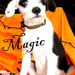 Thumbnail photo of Magic~adopted! #2