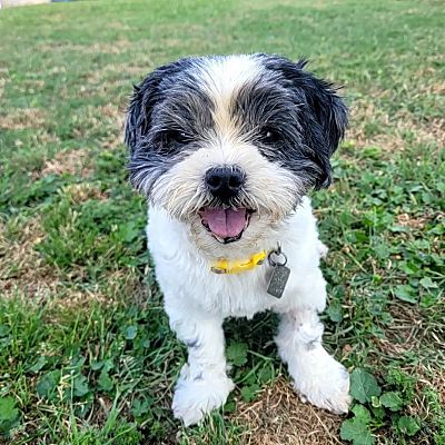 Shreveport, La - Shih Tzu. Meet Harmony A Pet For Adoption - Adoptapet.com