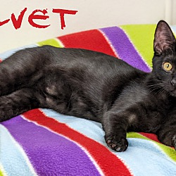Thumbnail photo of Velvet #4