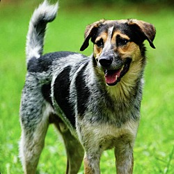Photo of Rocky Top ("Lover Dog")