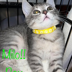 Thumbnail photo of Milo #1