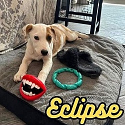 Photo of Eclipse
