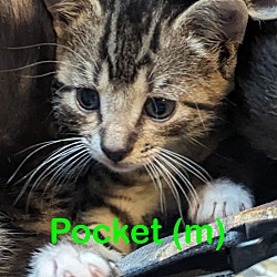 Photo of POCKET (m) Kitten