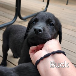 Thumbnail photo of Buck #4