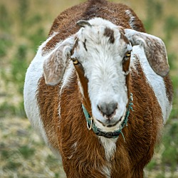 Photo of Otis and Thor