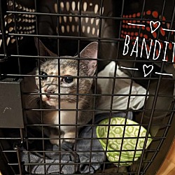 Thumbnail photo of Bandit #1