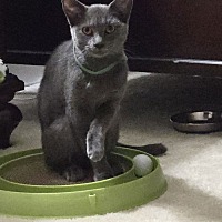 adopt a pet