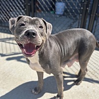 adopt a pet