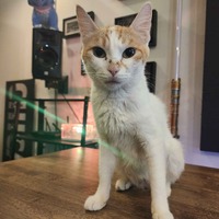 adopt a pet