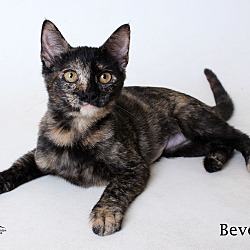 Thumbnail photo of Beverly #1
