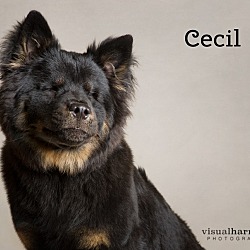 Thumbnail photo of Cecil #1