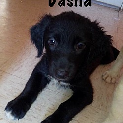 Thumbnail photo of Dasha #2