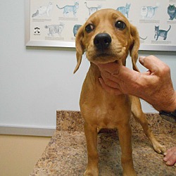 Thumbnail photo of Houch - Male Puppy #4 Adopted! #1