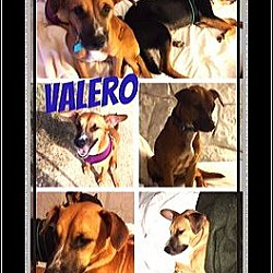 Photo of Valero