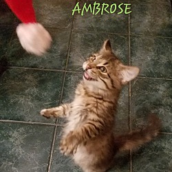 Thumbnail photo of AMBROSE #3
