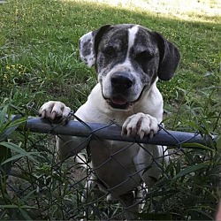 Photo of Rufus