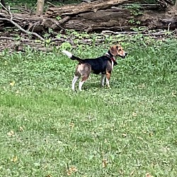 Thumbnail photo of Gordie (Beagle) #4