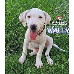 Photo of Beagle Litter: Wally NO LONGER ACCEPTING APPLICATIONS