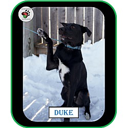 Thumbnail photo of Duke - ADOPTED!!! #4