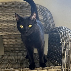 Photo of Dill