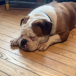 Photo of Muffin