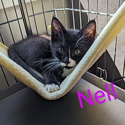 Thumbnail photo of Nell #1