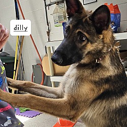 Thumbnail photo of Dilly #4