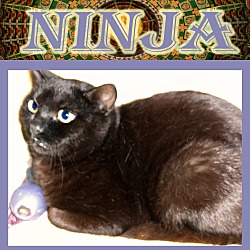 Photo of Ninja