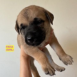 Thumbnail photo of FRITA #3