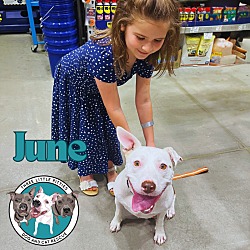 Thumbnail photo of June The Tri-Pawed Wonder Dog #1