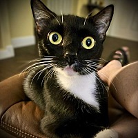 adopt a pet