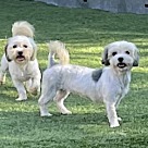 Adopt A Pet :: SUGAR ROSE - Escondido, CA